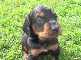 Expect to pay less for a puppy without papers. Only 1 Kc Registered Gordon Setter Puppy Beaworthy Devon Pets4homes
