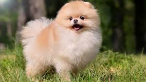 Small dogs live longer then big dogs so i am guess around 15 years. Pomeranian 10 Most Common Questions Our Deer