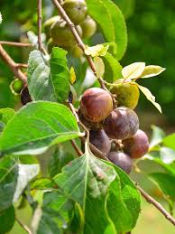 Image result for Flacourtia indica