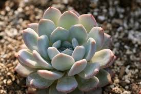 Check spelling or type a new query. Indoor Rock Garden Growing Succulents And Cacti Dish Gardens