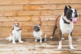 We did not find results for: Canine Heat Rash Symptoms Treatment East Valley Animal Hospital