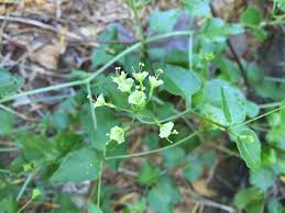 Image result for Commicarpus helenae