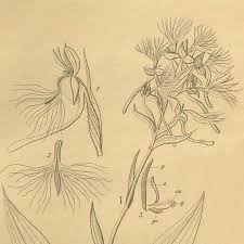 Image result for Centrostigma occultans