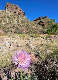 We did not find results for: Desert Wildflower Reports For Phoenix And Northern Arizona Area Desertusa