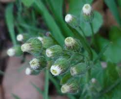 Image result for Erigeron bonariensis