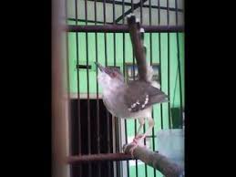 Ciblek Kristal Fighter Youtube