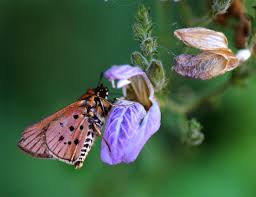 Image result for Isoglossa