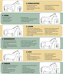 The Blue Barn Horse Advice