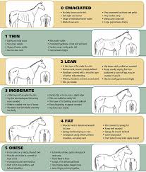 the blue barn horse advice