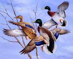 Waterfowl Paintings By Jim Killen 28 Ordekler Hayvanlar Hayvan