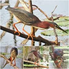 Pin By Stanislava Slezakova On Birds Animal Planet Animals Birds