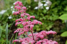 We did not find results for: June Flowers To Plant Best Plants For June Gardens Illustrated