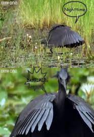 Other birds are diurnal (daytime) birds but may sing at night. Nighttime Daytime Posts Facebook