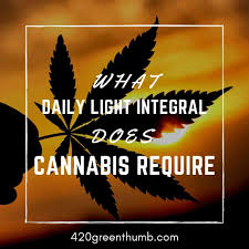 With indoor grow lights, this range of lighting is often unable to fully duplicate the spectrum of light emitted by the sun. How Much Daily Light Integral Dli Does Cannabis Require