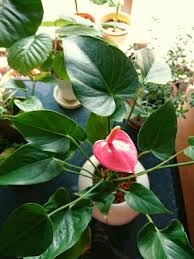 変わった形の珍しい観葉植物 Greensnap グリーンスナップ