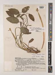 Image result for Ottelia exserta