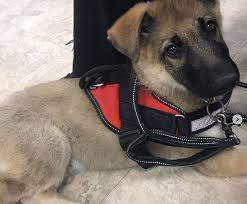 Let everyone know your services dog is on duty our emotional help animal vest harness with 2 reflective emotional support patches aids the public determine your emotional help dog. Does My Emotional Support Animal Need An Esa Vest