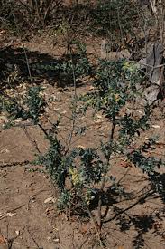Image result for Maerua edulis
