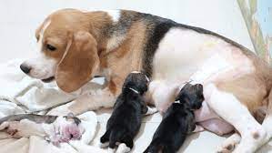 Why buy a beagle puppy for sale if you can adopt and save a life? Beagle Puppy Newborn And Mother Stock Footage Video 100 Royalty Free 1032646265 Shutterstock