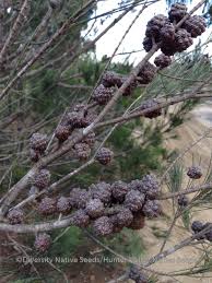 Image result for Casuarina littoralis