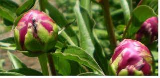 Pin On Garden Planning
