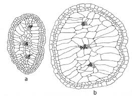 Image result for Suaeda monoica