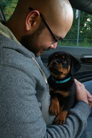 Rottweiler puppy playing catch