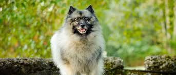 Besides, they are very effortless to create and maintain, so it can save much time in shampooing and conditioning. Keeshond All About Dogs Orvis
