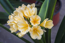 Image result for clivia