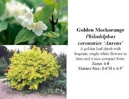 One hint that a flower or shrub cultivar may have white flowers is when the botanical or common names include words like alba, snow, or snowball. Plant Sale Plants 2013 Trees And Shrubs Shrubs