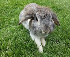 Parcul cu animale moara de vant. In VizitÄƒ La Parcul Cu Animale Moara De Vant De La SÄƒlicea Az Travel Tips
