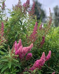 Image result for Spiraea douglasii