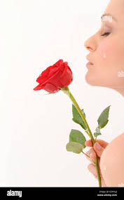 Cut rose in hand hi-res stock photography and images
