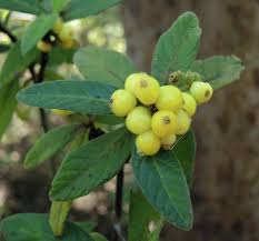Image result for Psychotria hypsophila