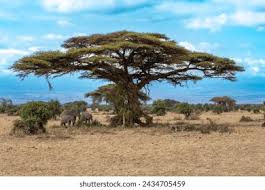 Image result for Acacia abyssinica