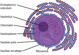 Animal cell endoplasmic reticulum definition. Khan Academy Nuclear Membrane Animal Cell Functions Eukaryotic Cell