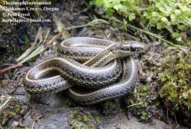 According to doug wechsler, a wildlife biologist at the academy of natural sciences of drexel university in philadelphia and author of. Thamnophis Ordinoides The Reptile Database