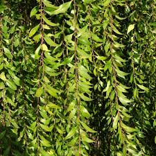 Image result for Maytenus undata