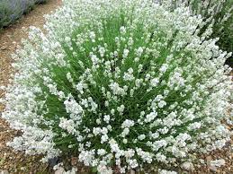 Pin On Garten In Weiss