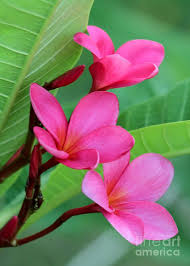 Ruby Red Frangipani By Sabrina L Ryan Plumeria Flowers Frangipani Beautiful Flowers