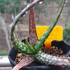 Image result for Aloe volkensii
