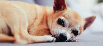 You can see how to get to pet emergency & specialty center on our website. Emergency Care