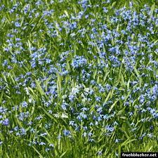 Check spelling or type a new query. Blaustern Scilla Siberica