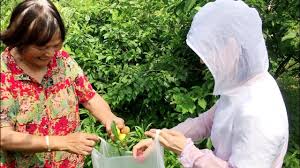 外婆家摘李子真过瘾 一边摘一边就往嘴里塞 再不来摘就要等明年了 我是马小坏 youtube men casual mens tops casual button down shirt