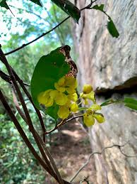 Image result for Acridocarpus natalitius