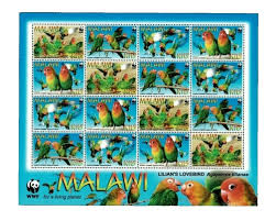 Image result for Bidens pinnatipartita