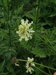 Image result for Cephalaria pungens
