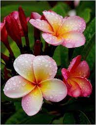 Flangipanis By Joh Flowers Garden Love Beautiful Flowers Plumeria Flowers Flower Pot Design