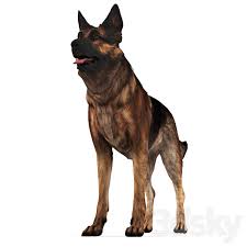 3d Models Creature German Shepherd Dog In 2020 German Shepherd Dogs Shepherd Dog German Shepherd