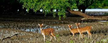 Image result for Plant and animal life of Bangladesh